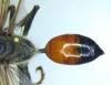 Sphex funerarius